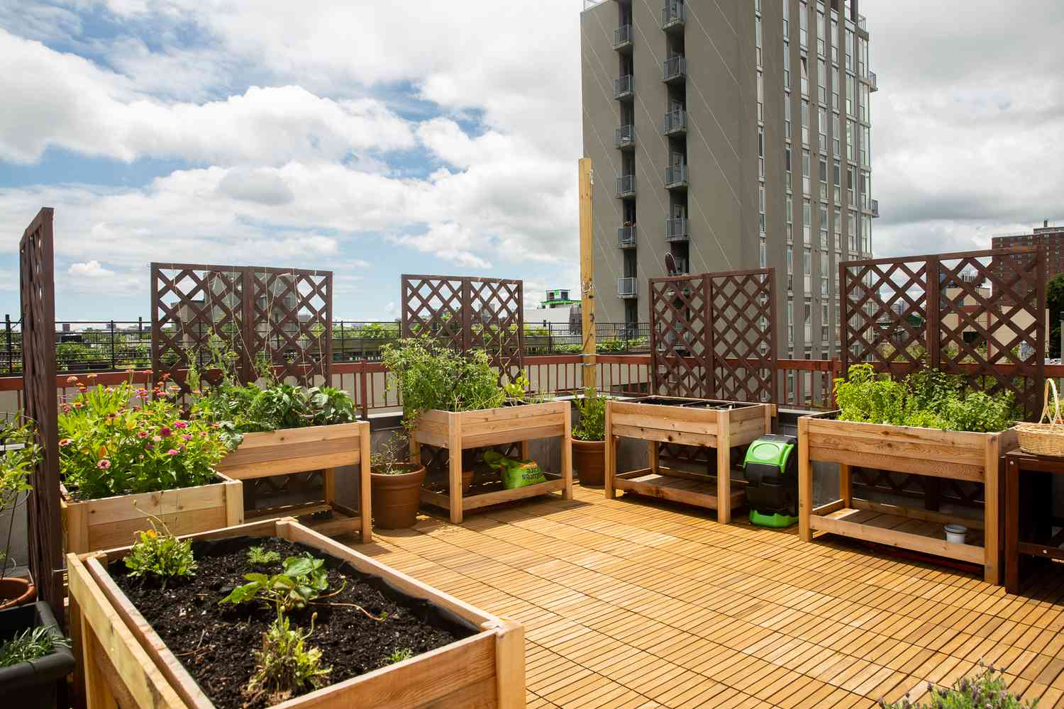 Urban rooftop garden on raised wooden planters with brown trellises