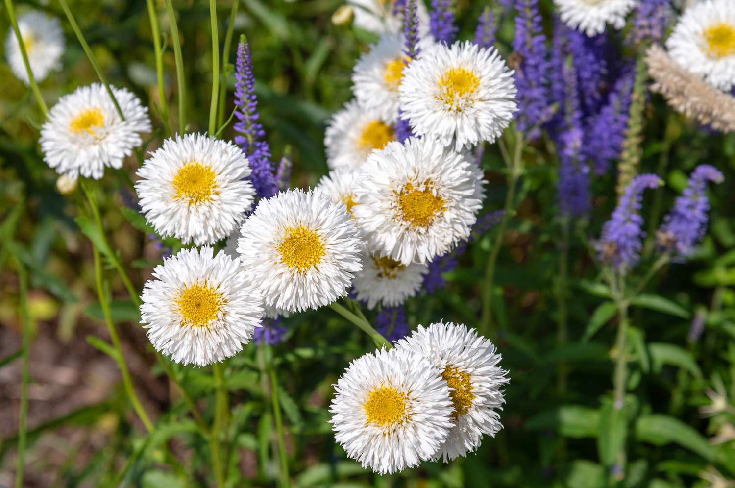 Margaridas Shasta com pétalas duplas brancas envolvendo centros amarelos no jardim