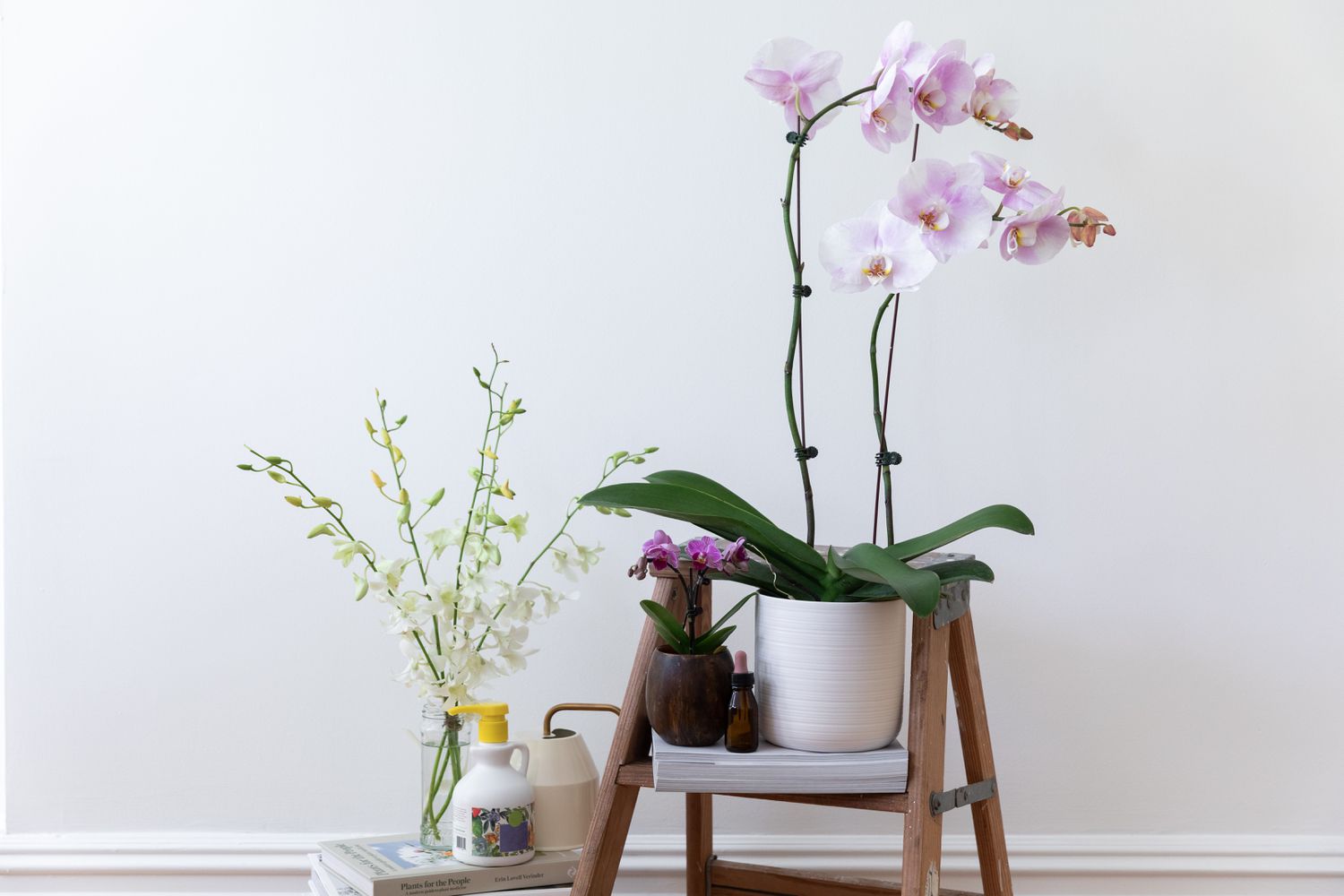 Orchideen und Dünger