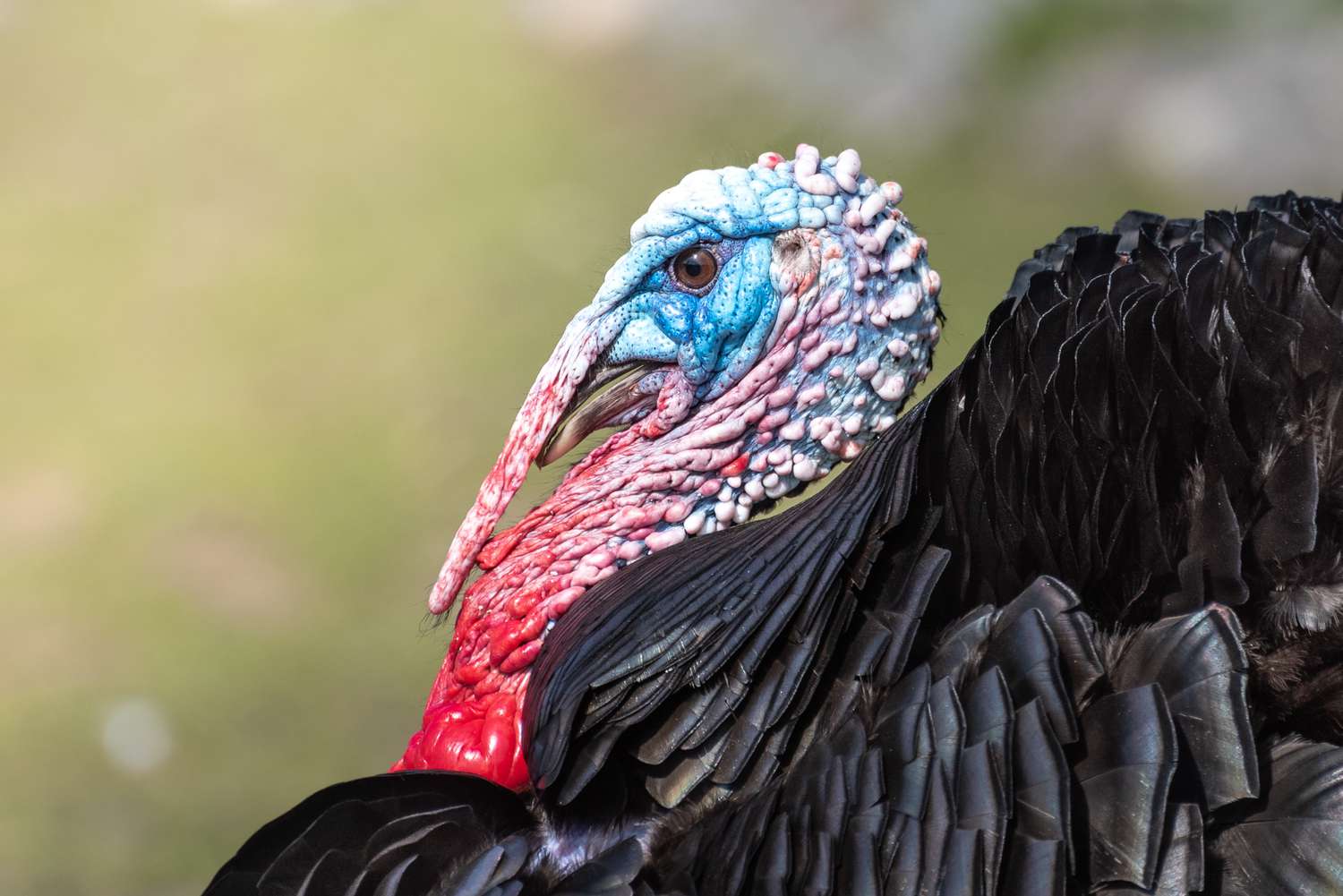 Dindon sauvage avec tête bleue et rouge et plumes noires gros plan