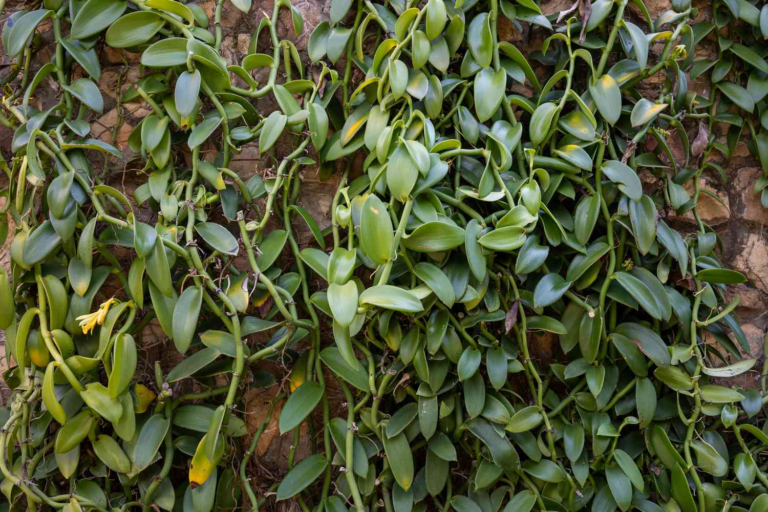 Vanille-Bohnen-Orchidee mit großen wächsernen Blättern, die an der Wand klettern