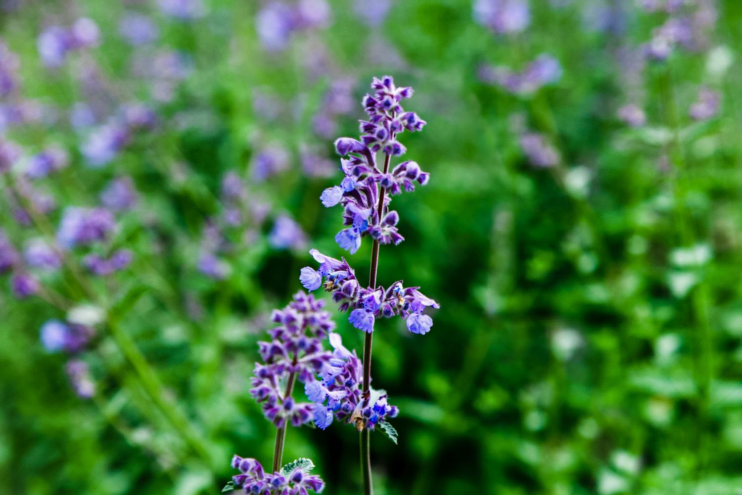 Plante de menthe-chat en épi avec petites fleurs bleu lavande et bourgeons closeup