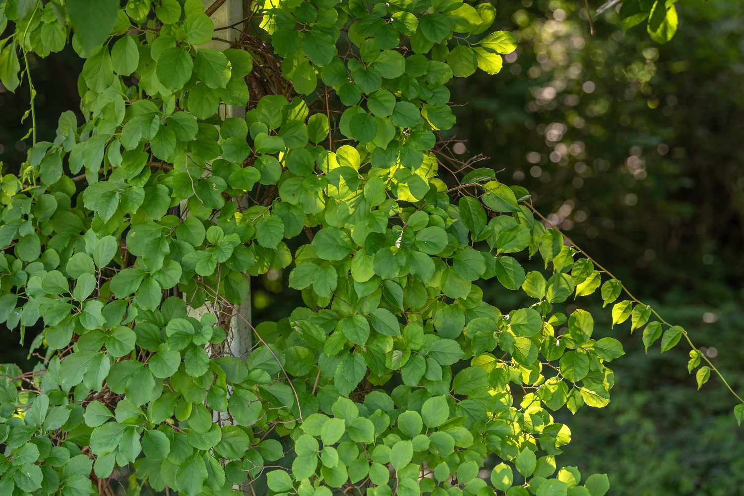 Trepadeiras agridoces orientais com folhas redondas escalando o tronco da árvore