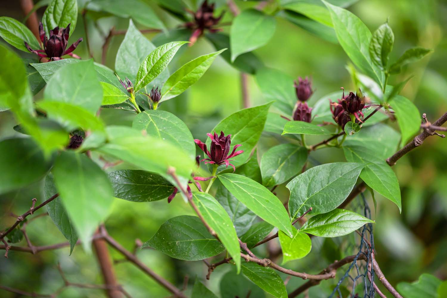 Carolina Pimentstrauch Zweige mit kastanienbraunen Blüten und wachsartigen Blättern