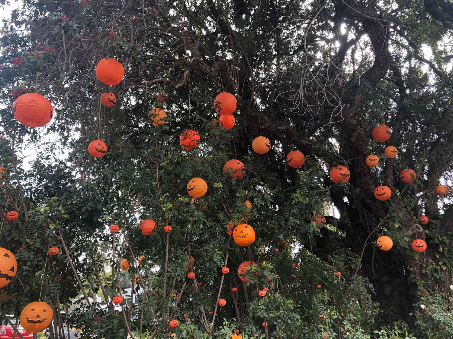 Jack-o'-lanterns en árboles de un conjunto para 