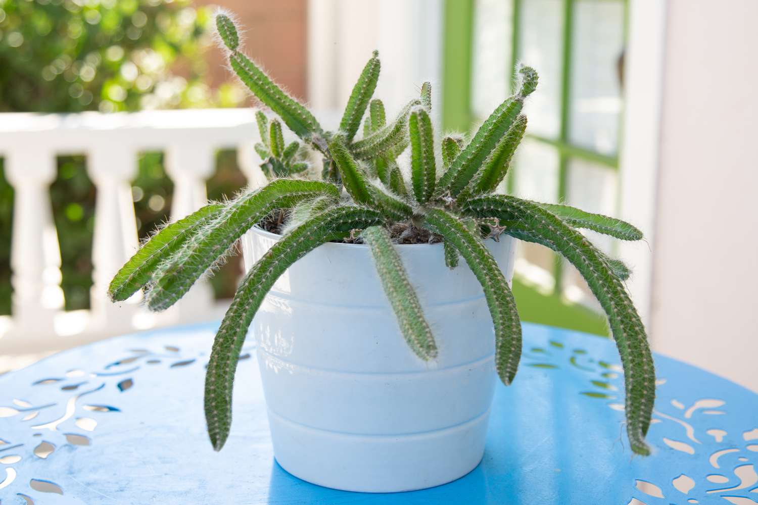 Comment cultiver et prendre soin du cactus queue de chien