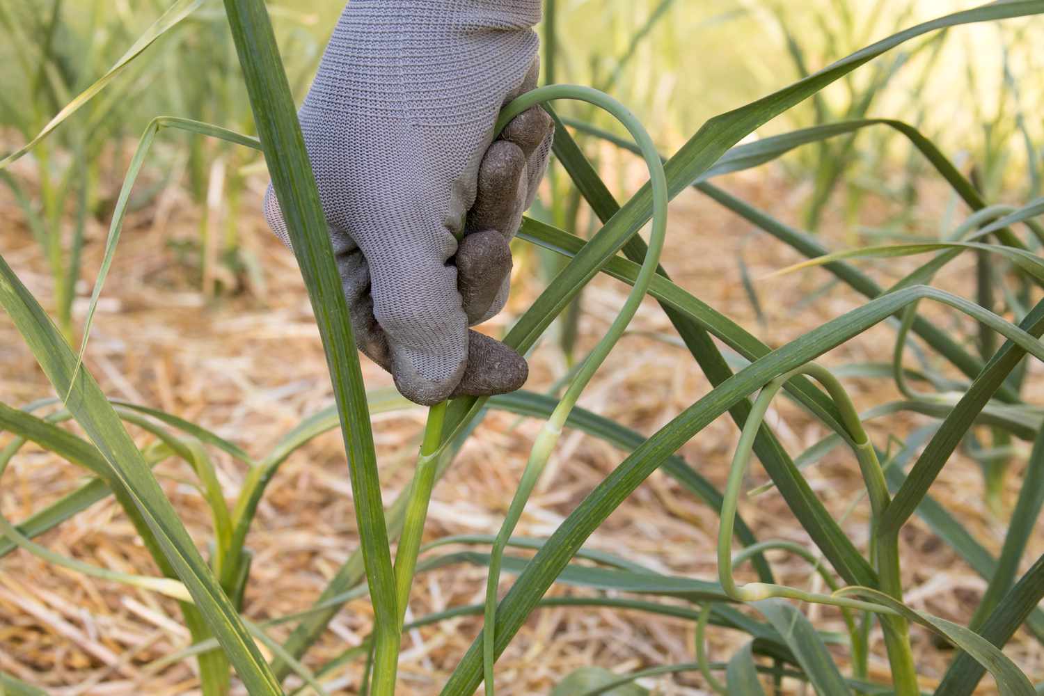 Hardneck-Knoblauchpflanze wird mit grauen Handschuhen aus dem Garten gezogen
