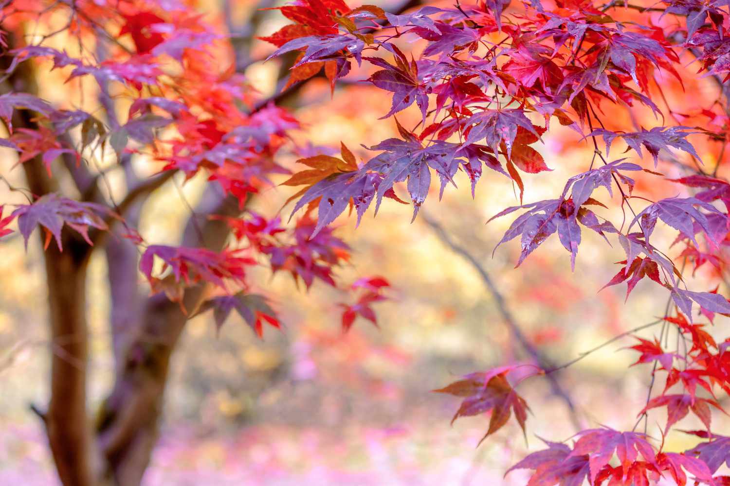 Japanische Ahornbaumblätter