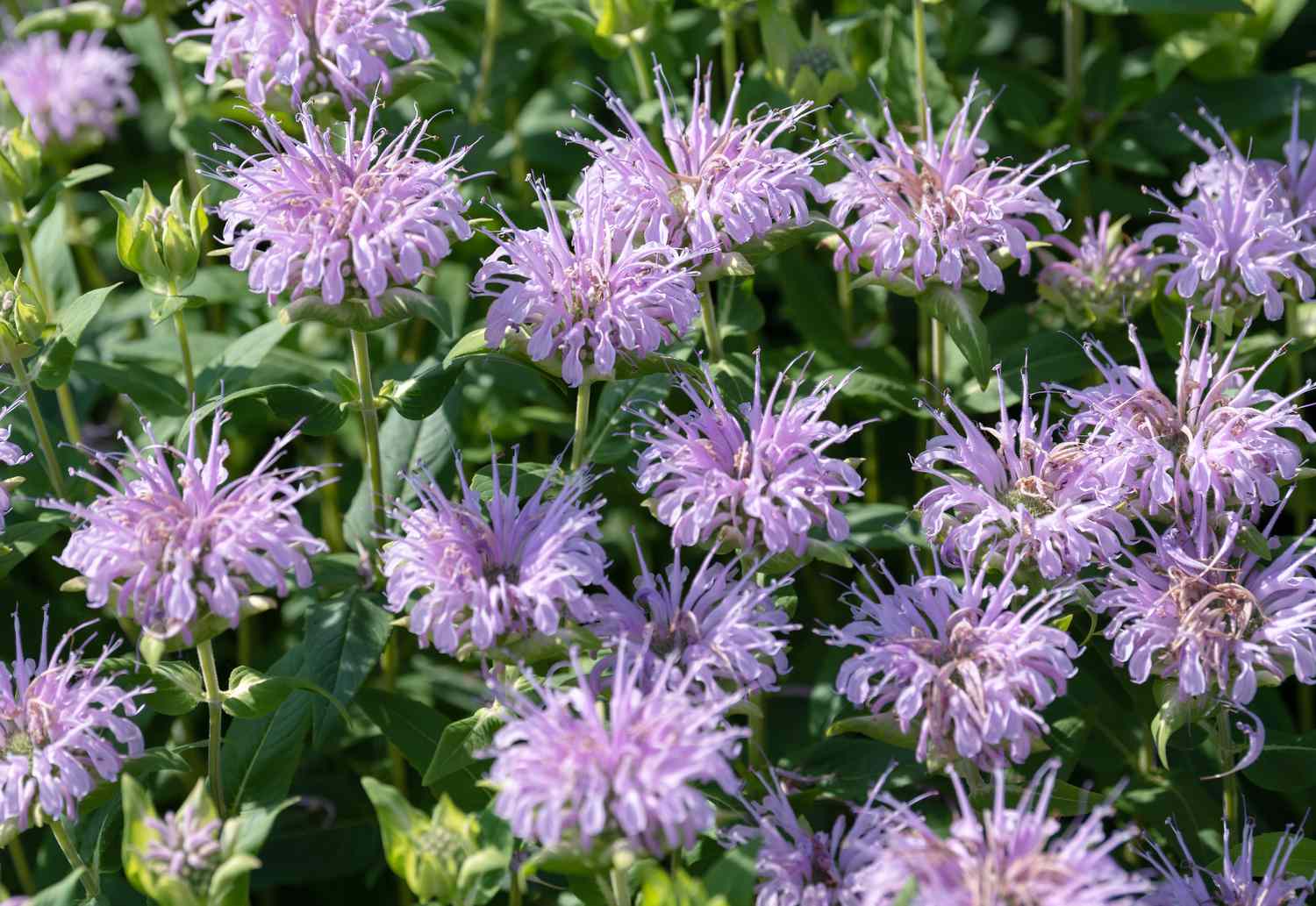 Wilde Bienenmelisse mit violetten, auffälligen Blüten