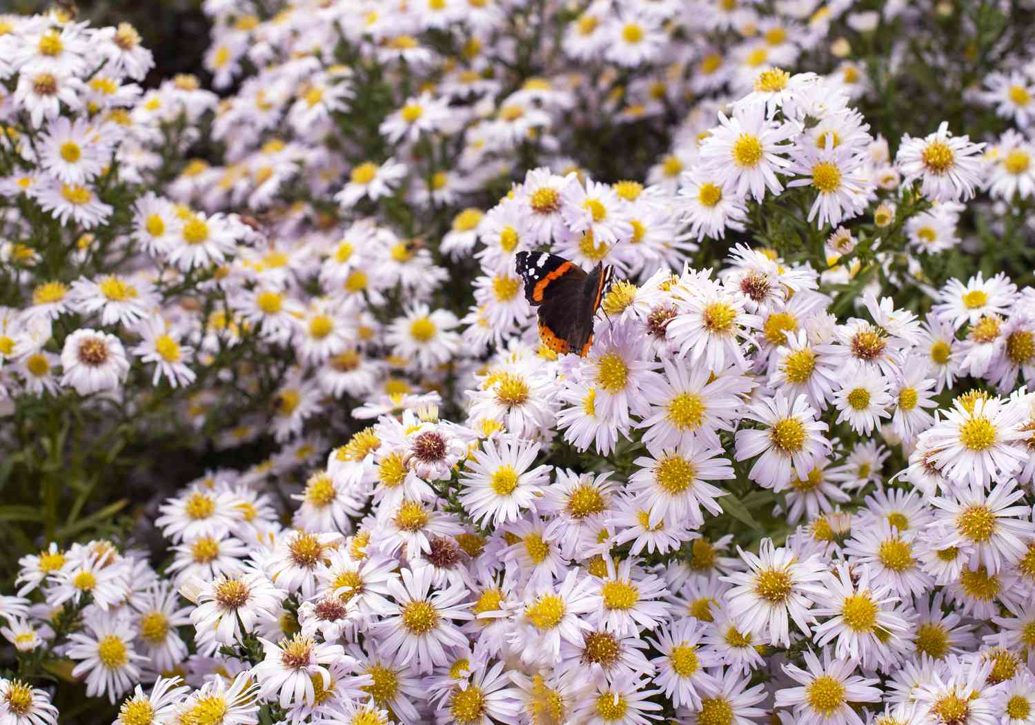 Neuengland-Aster mit weißen, gänseblümchenähnlichen Blüten und Schmetterling an der Spitze