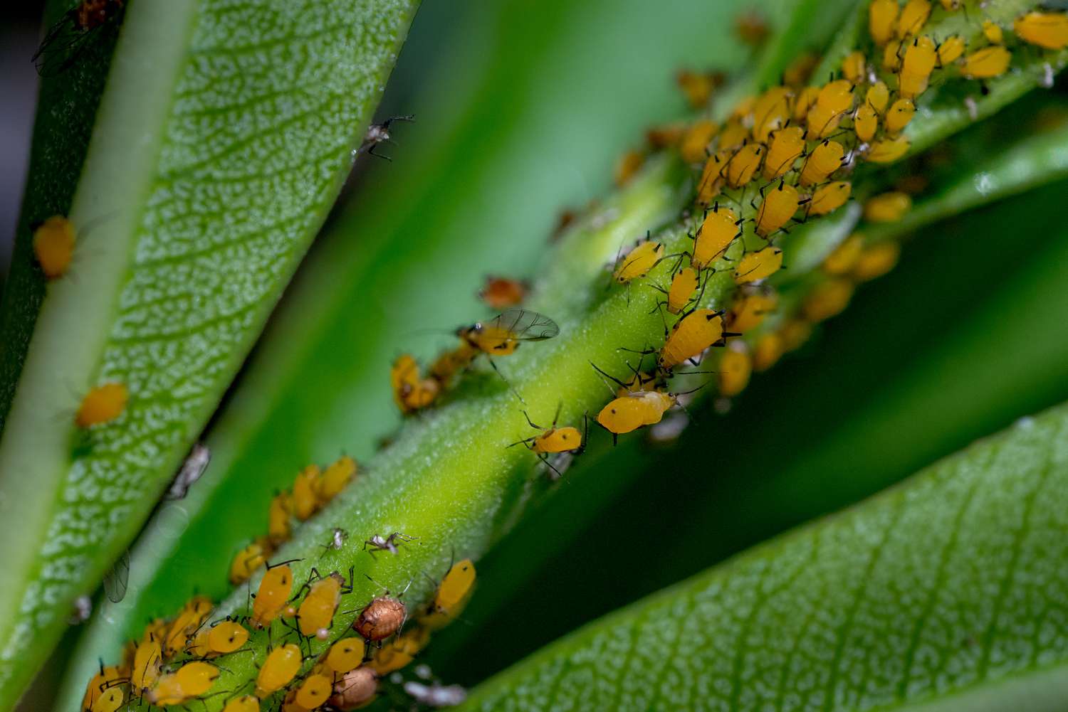 Close-Up Of Aphids On Plant
