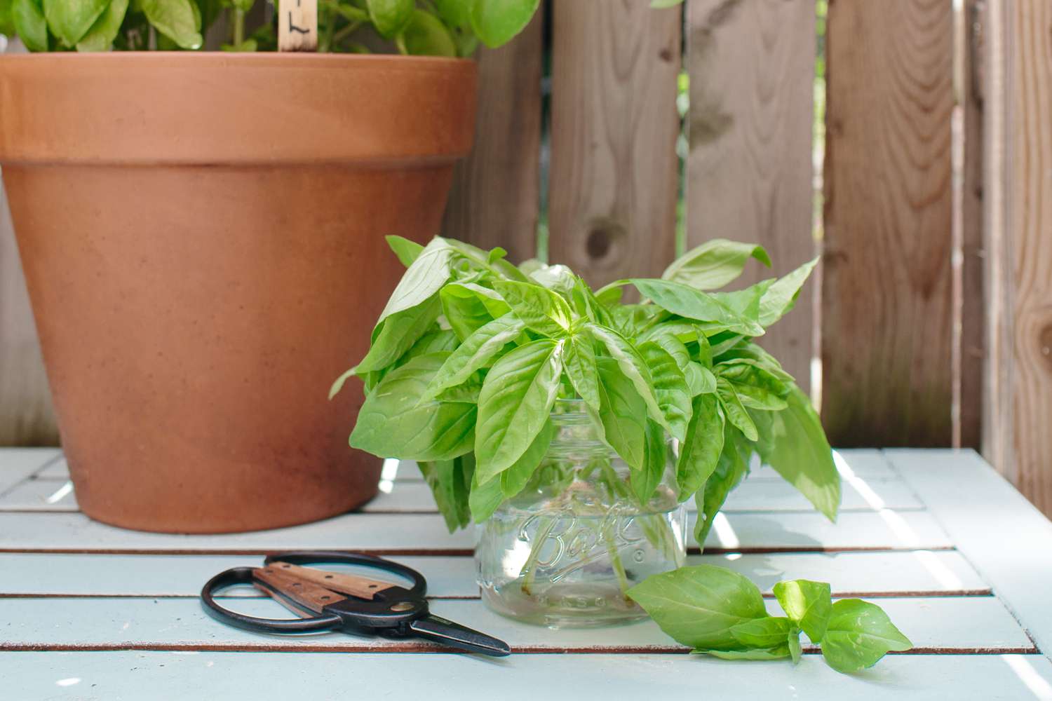 albahaca cosechada junto a una planta de albahaca en maceta