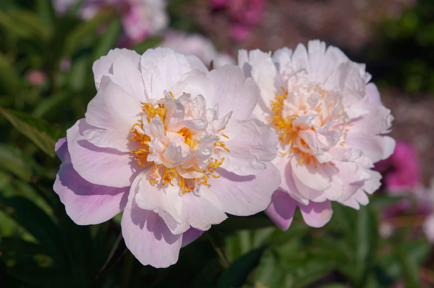 Comment cultiver et prendre soin de la pivoine chinoise (pivoine de jardin commune)