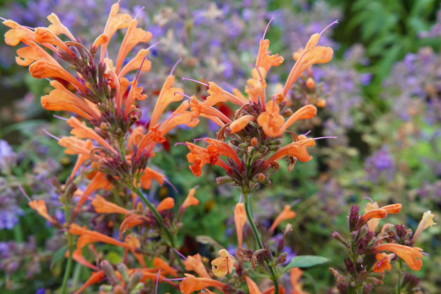 Agastache-Blüten mit orangefarbenen röhrenförmigen Blütenblättern zur Anlockung von Kolibris