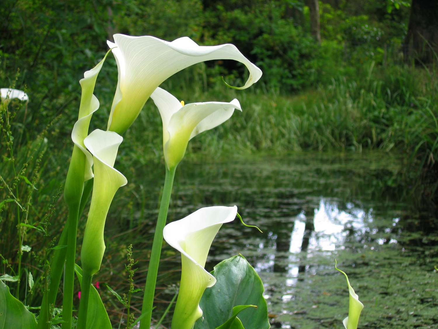 Blühende Calla-Pflanzen am Teich