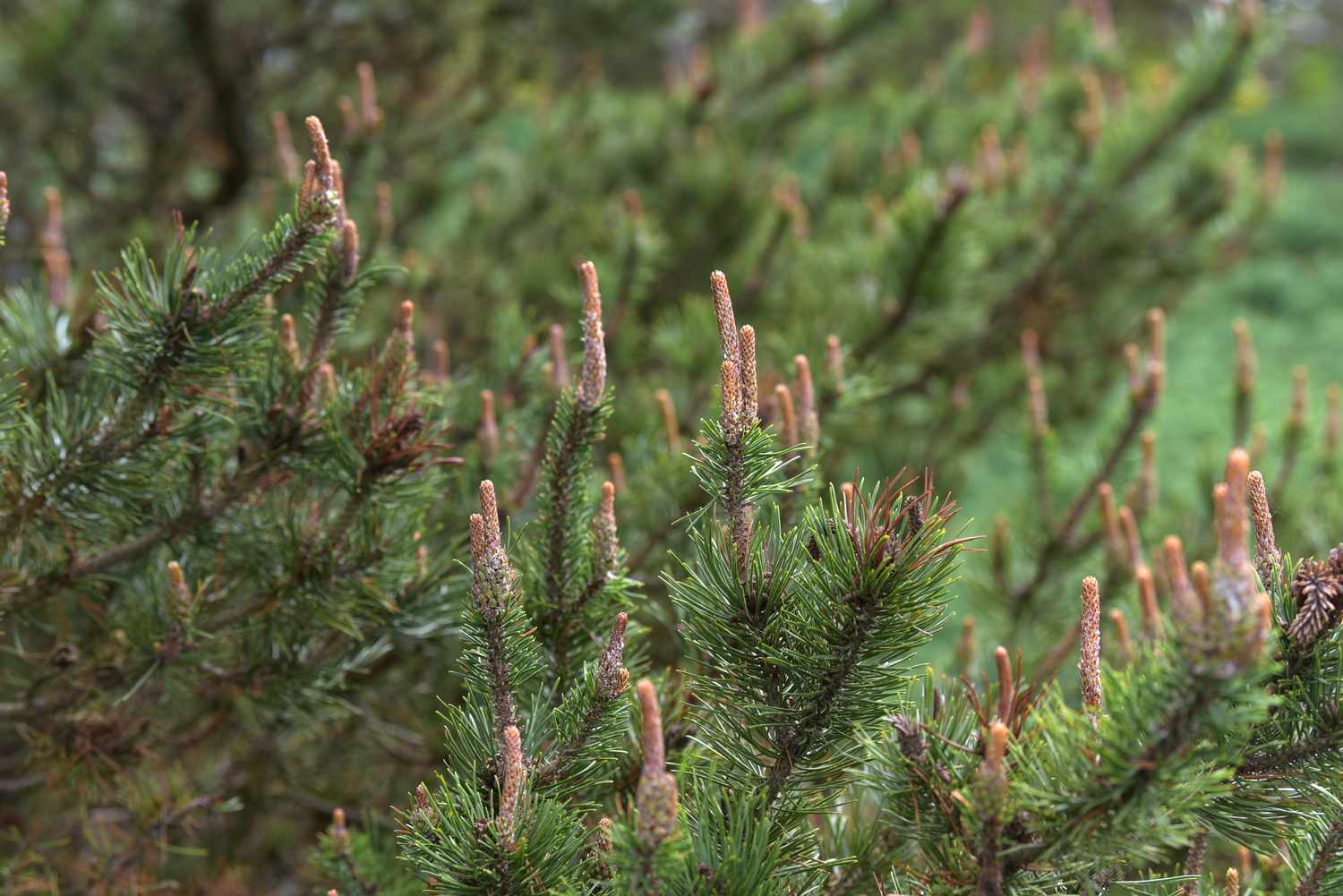 Lodgepole-Kiefernzweige mit verdrehten Ästen und langen, dünnen Zapfen, die nach oben wachsen