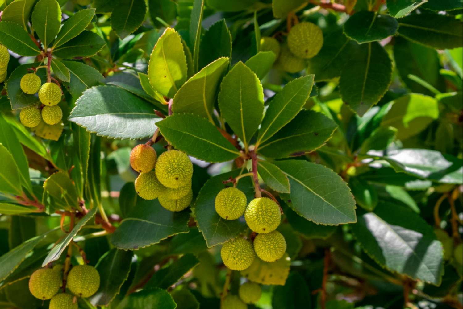 Zweige des Erdbeerbaumstrauchs mit darunter hängenden gelben Früchten