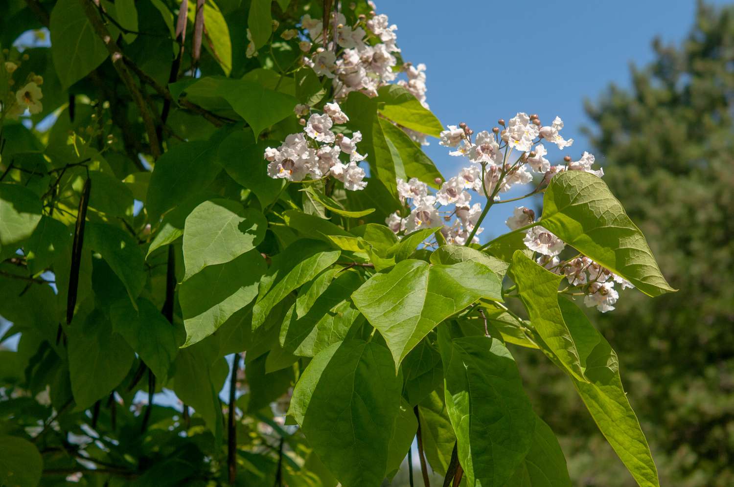 Nördlicher Catalpa-Zweig