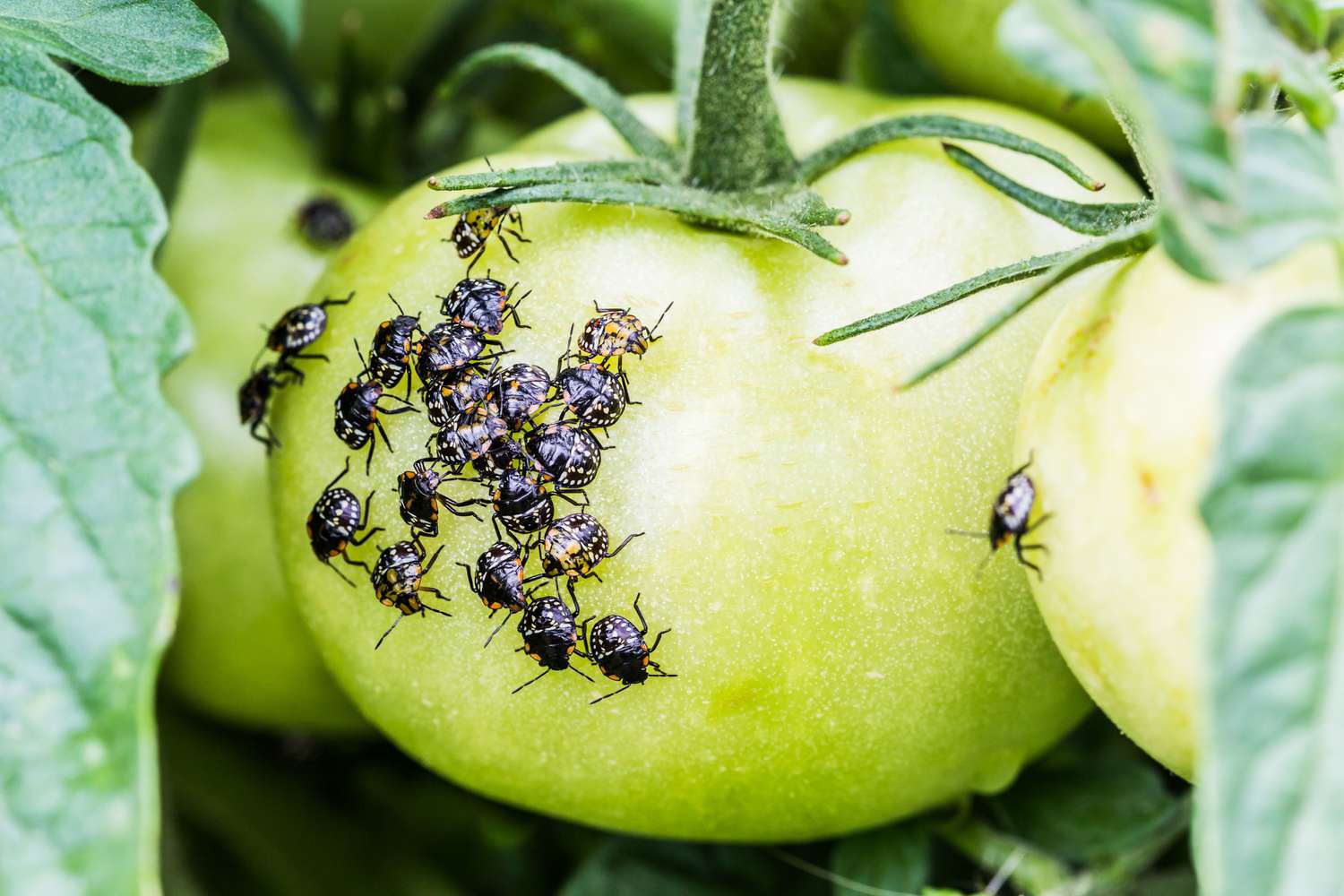 Tomatenschädlinge