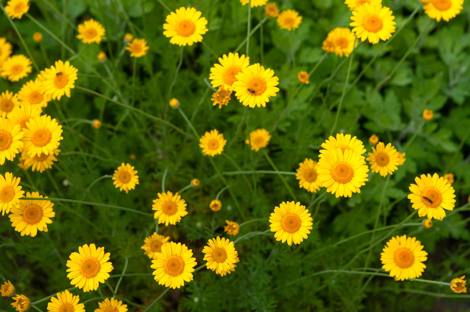 Anbau und Pflege der Goldenen Margerite