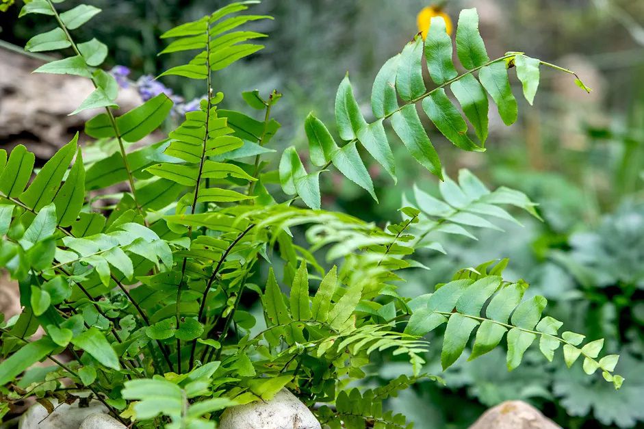 Macho Fern em um jardim de pedras ao ar livre