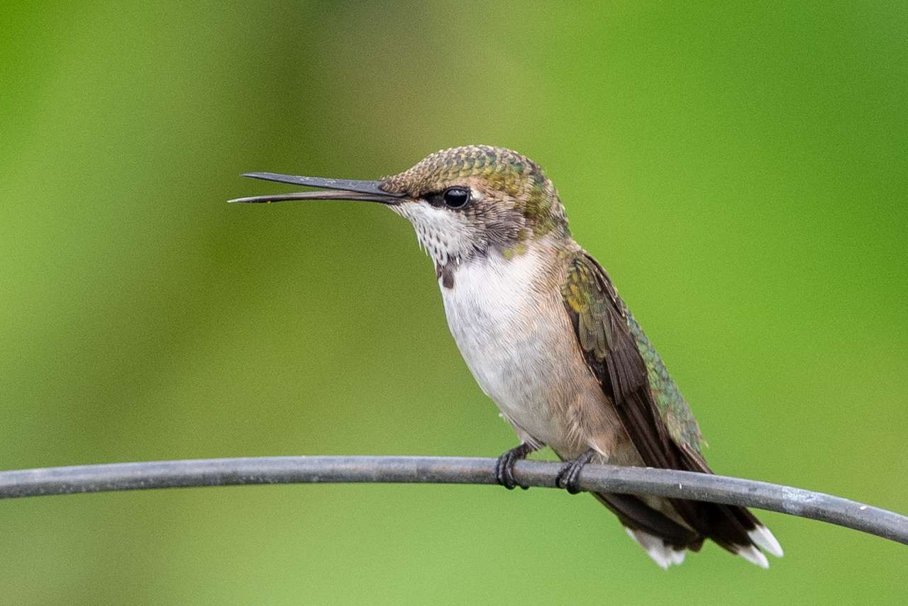 Liste des espèces de colibris (A-Z)