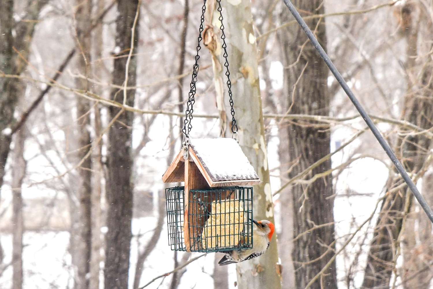 Alimentador de pássaros pendurado com pica-pau-de-cabeça-vermelha comendo do pacote de sementes em frente a árvores cobertas de neve