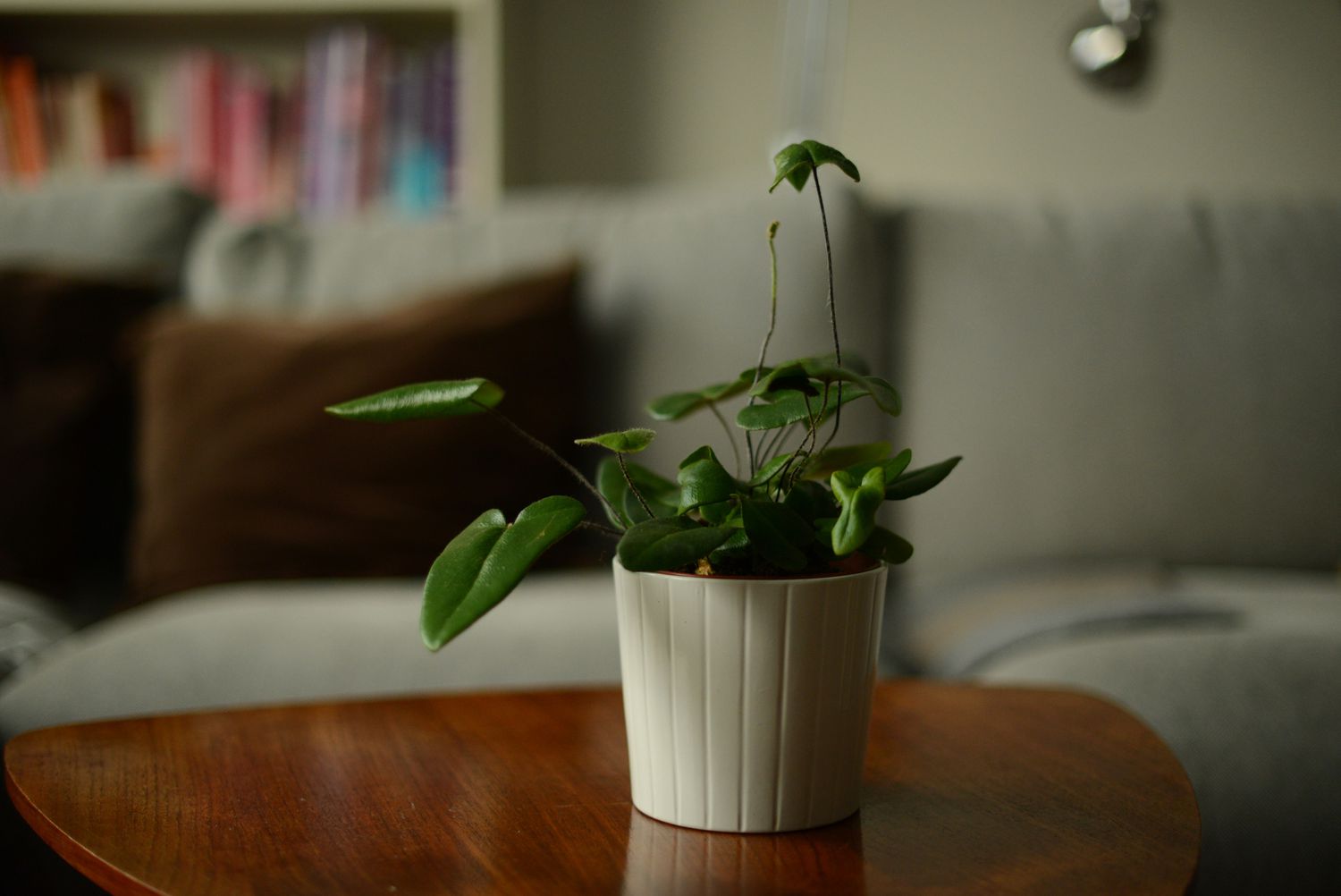 Heart fern on a table in a white planter