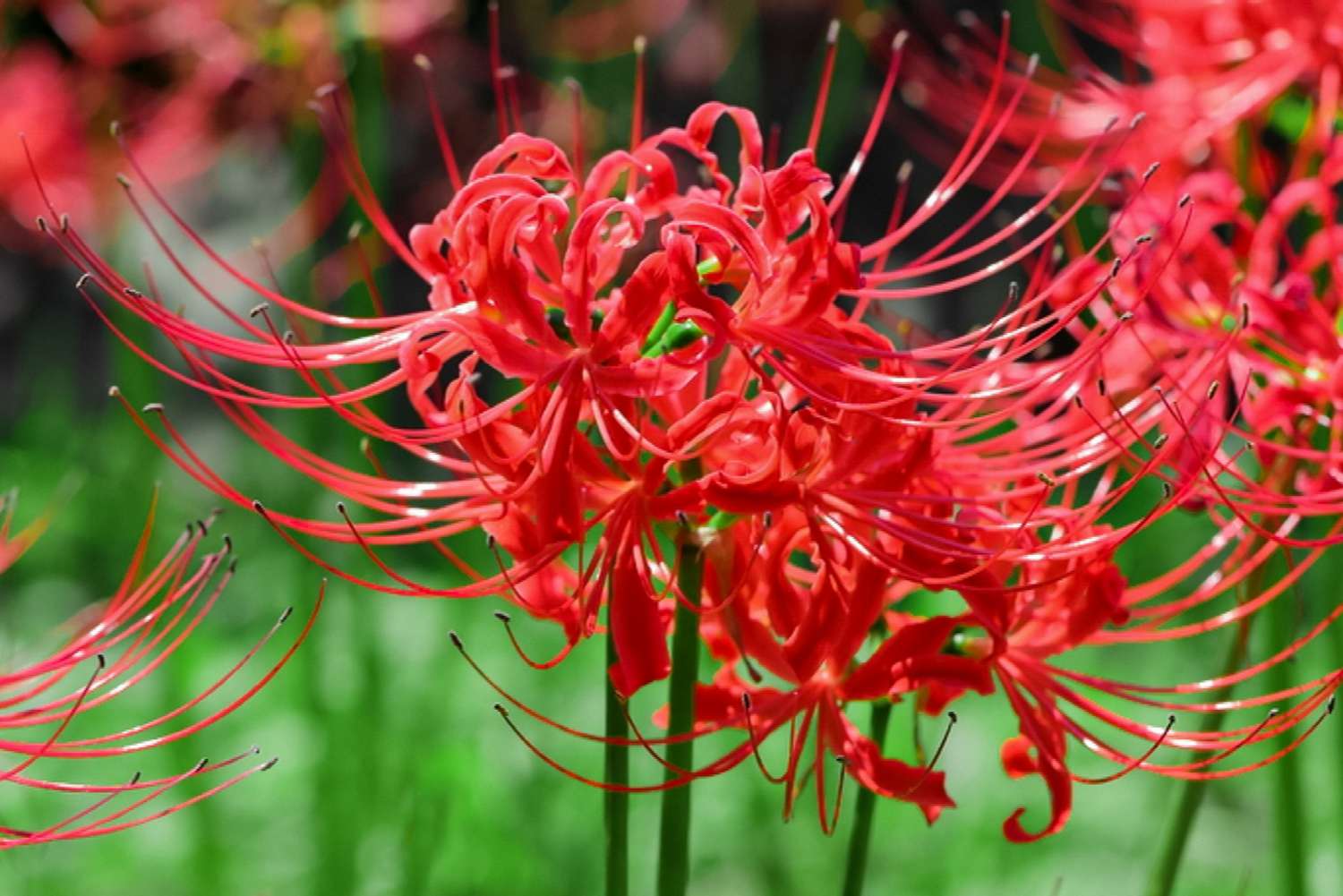 Cómo cultivar y cuidar el lirio araña rojo