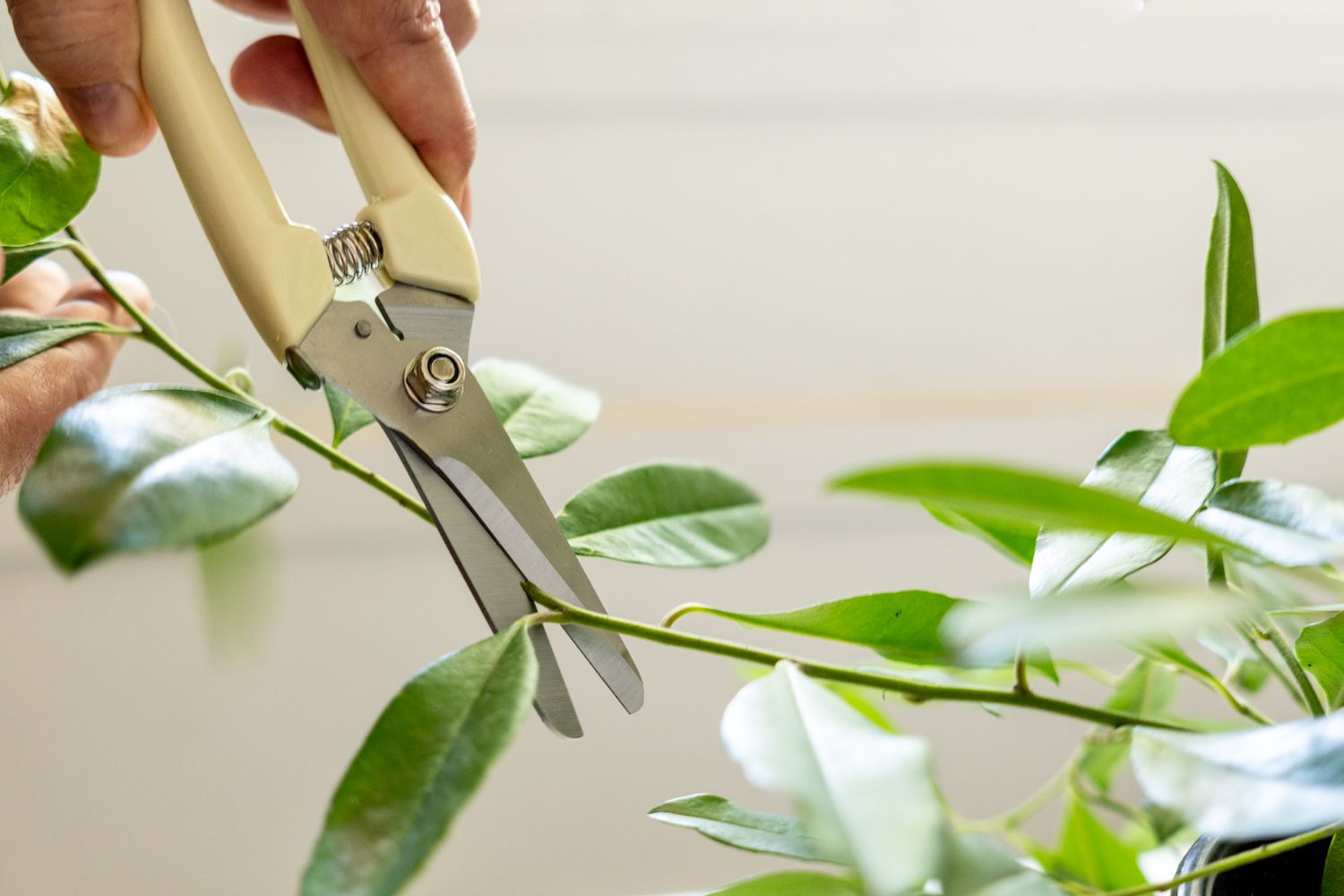 Tallo de planta de yerba mate siendo recortado con podadoras