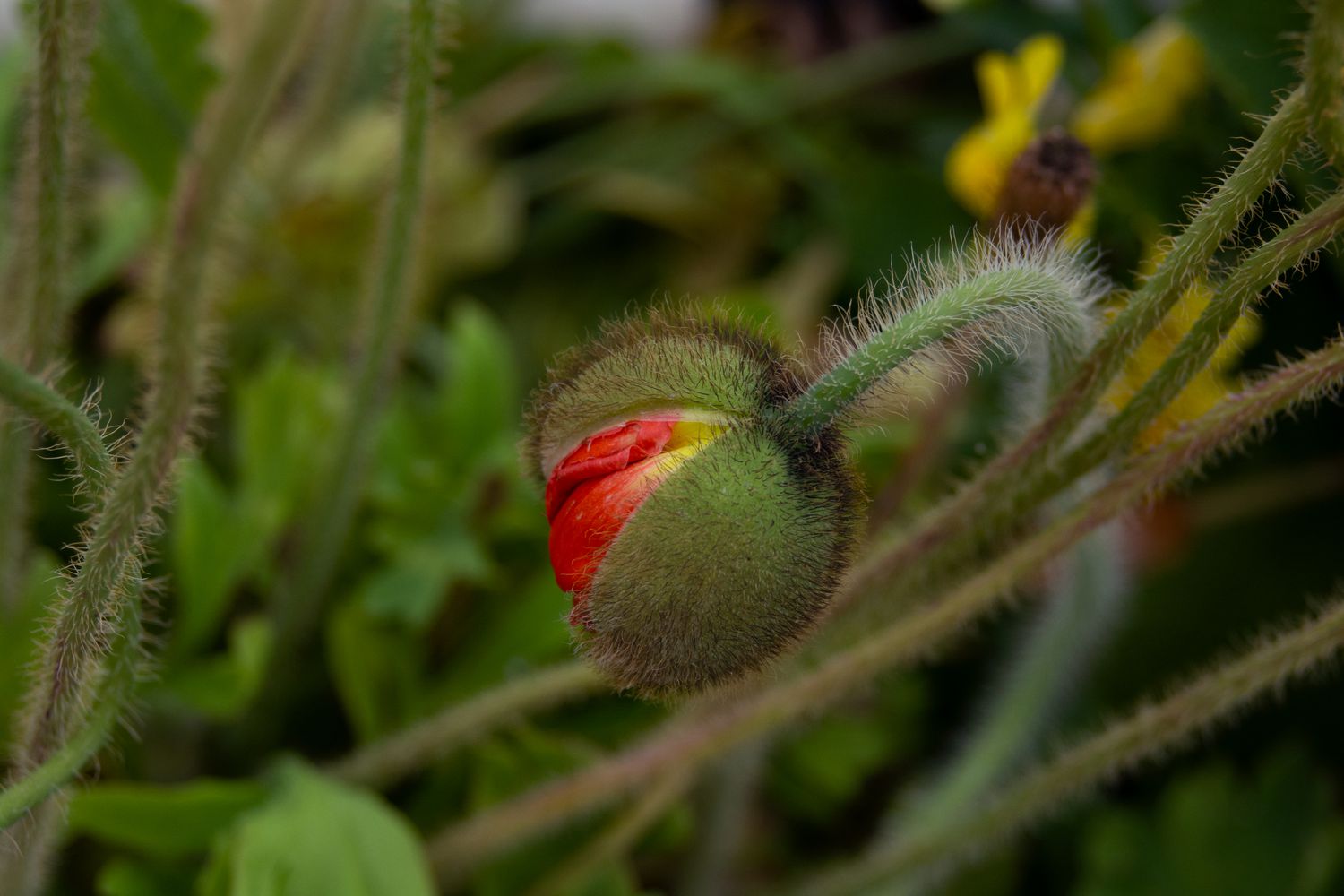 Botão de flor vermelha de papoula islandesa em close-up de caule felpudo