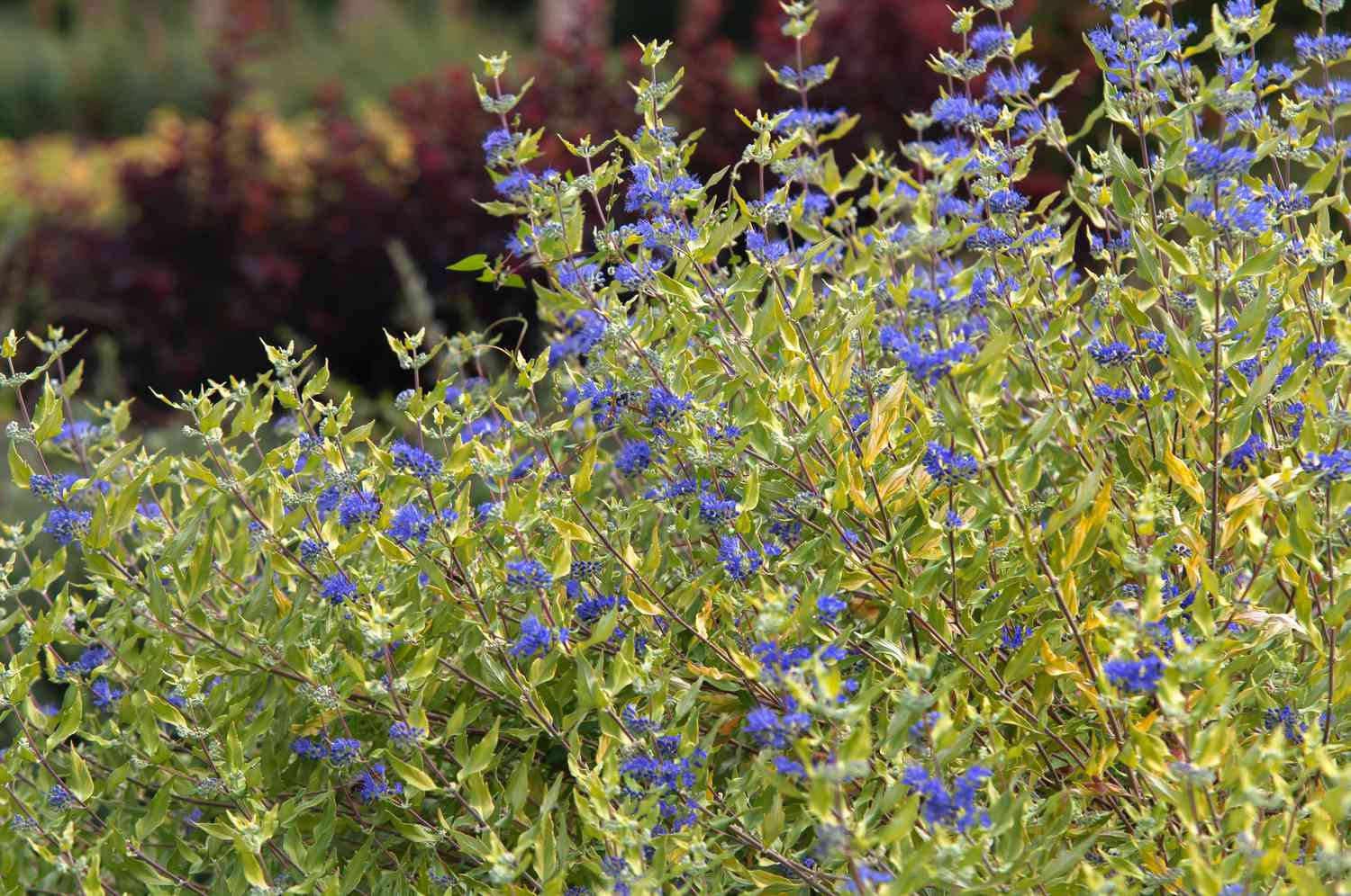 Plante à barbe bleue à petites fleurs bleu-violet sur fines tiges à feuilles jaune-vert