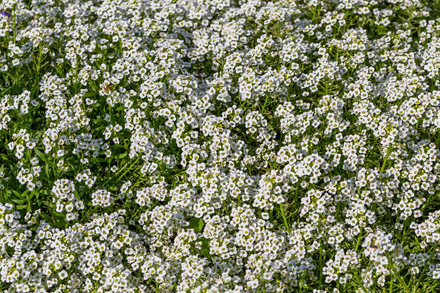 Weißer Süßlattich in Blüte