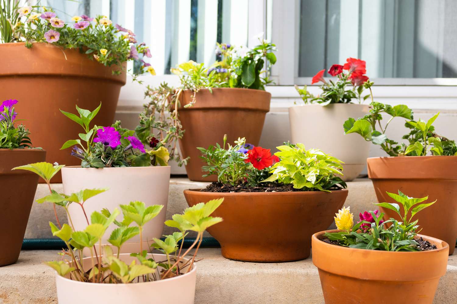 Weiße und tönerne Töpfe mit Topfblumen und Pflanzen für den Containergarten