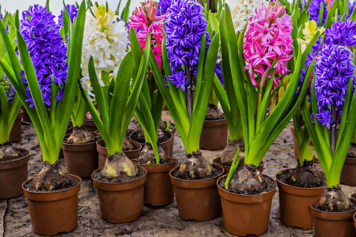 potted hyacinths