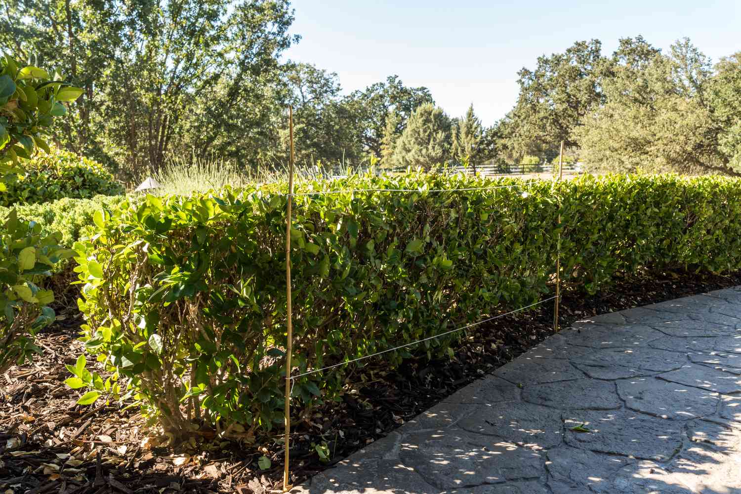 Wie man eine Hecke von Hand schneidet