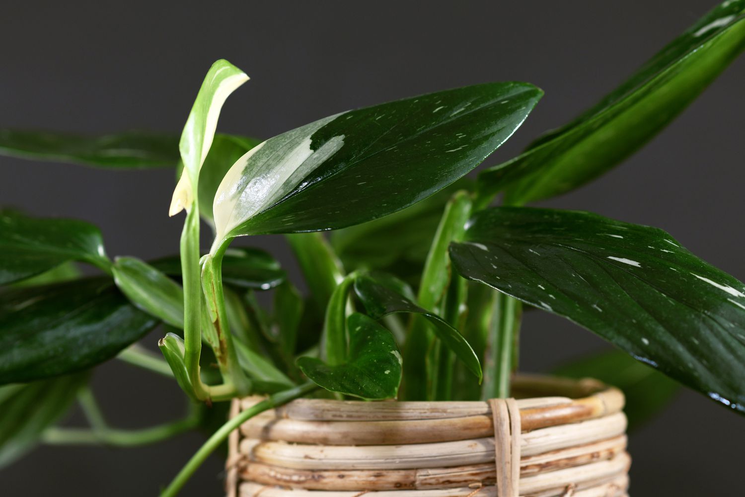 Close up of tropical 'Monstera Standleyana', também chamada de planta doméstica 'Philodendron Cobra' com folhas estreitas verde-escuras com variegação branca em um fundo preto escuro