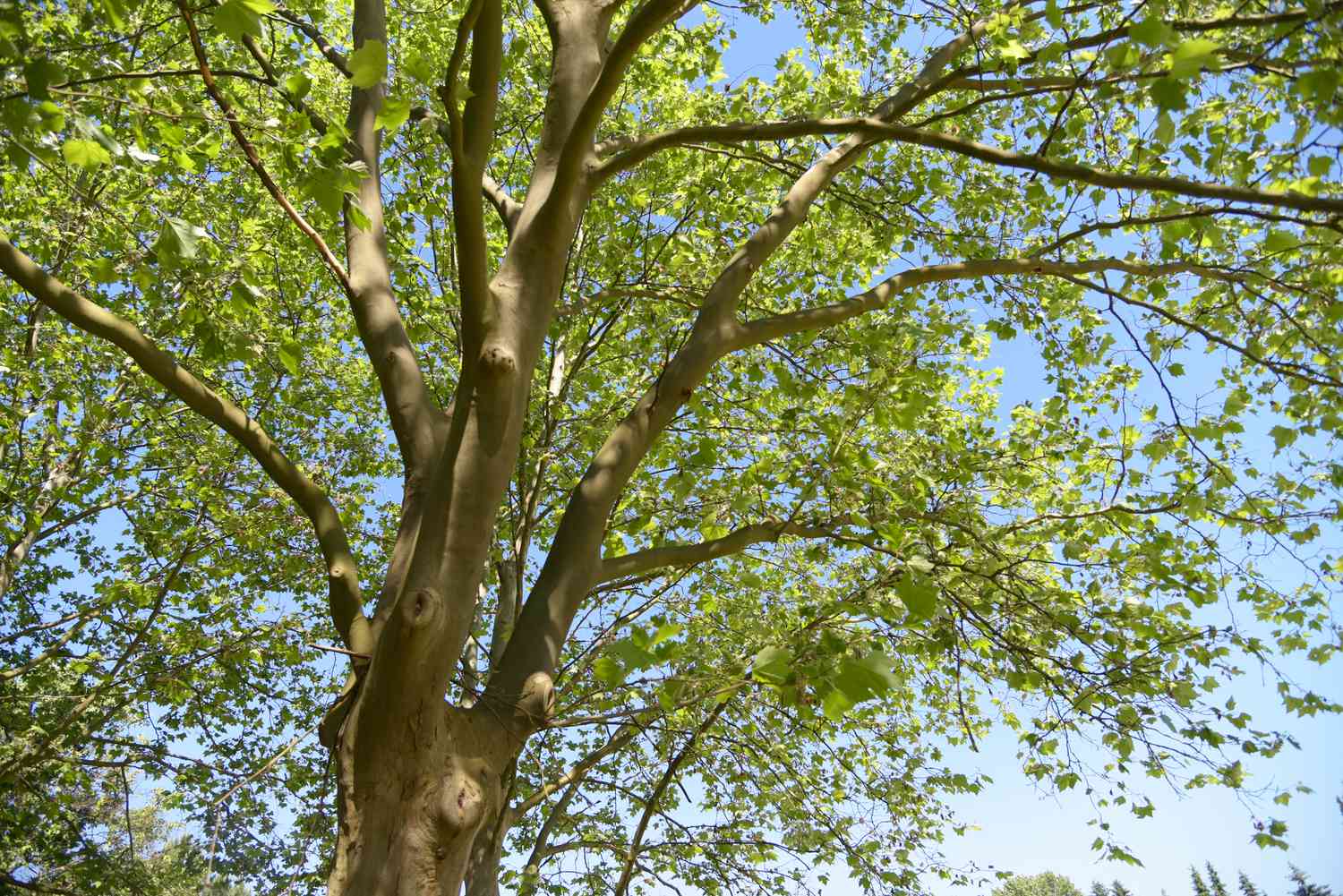 Árbol de múltiples ramas con exuberantes hojas verdes