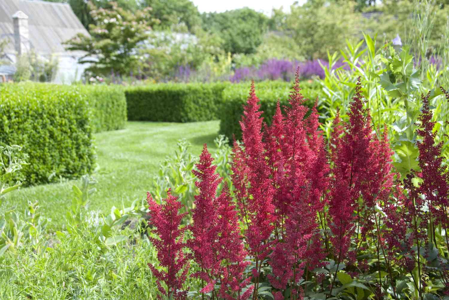 Astilbe in einem Garten