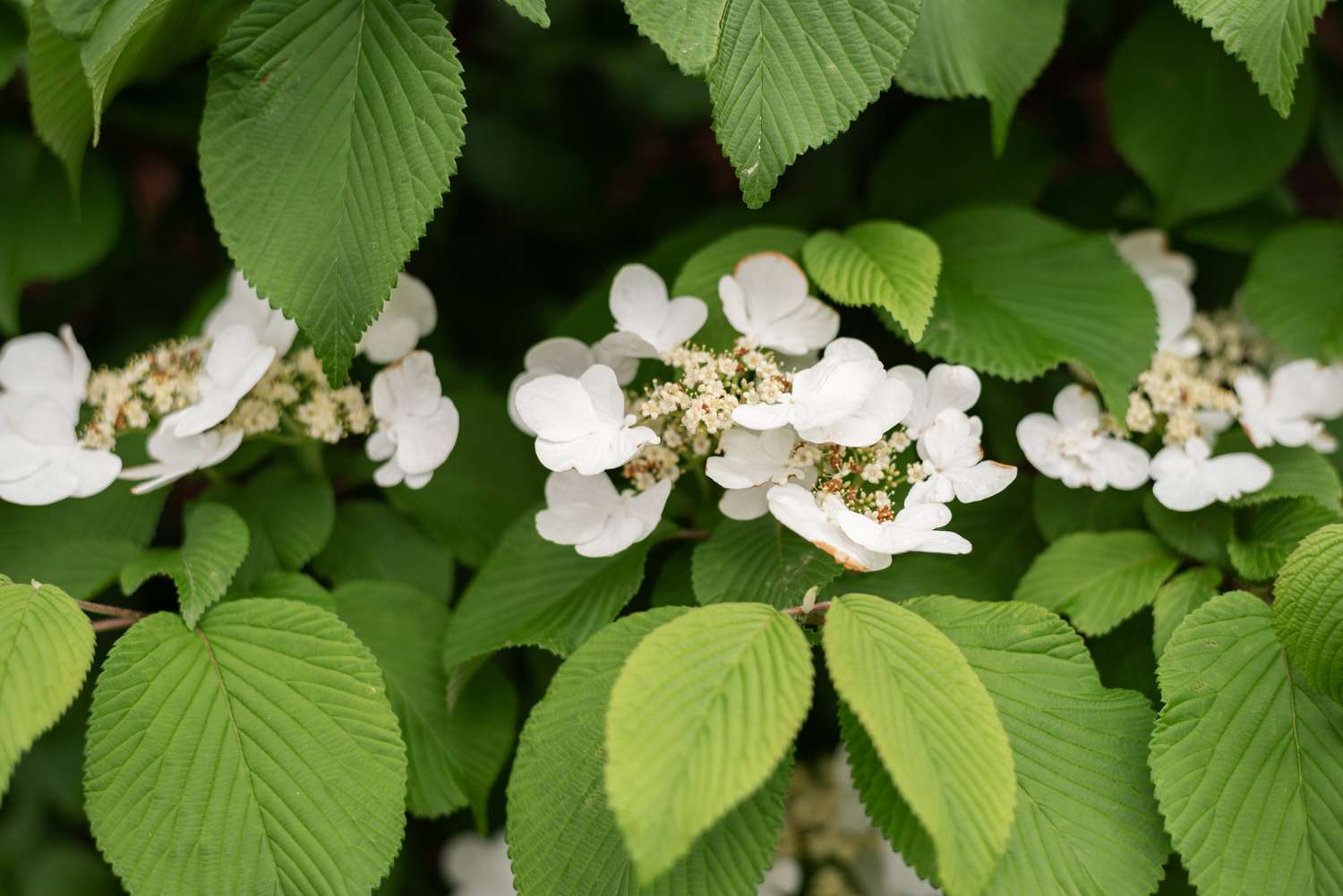 Hortênsia trepadeira com pequenos cachos de flores brancas entre trepadeiras com nervuras