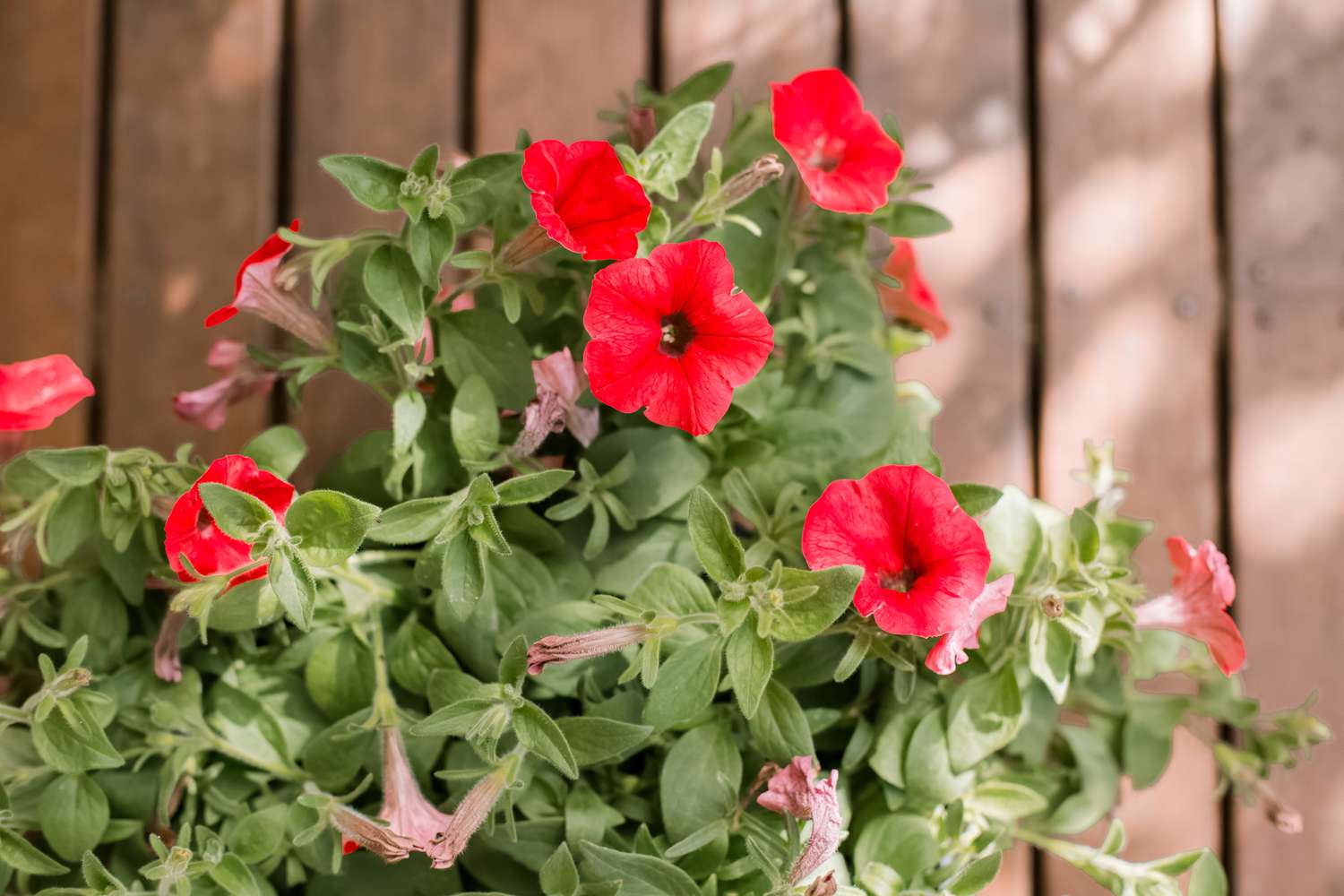 Como cultivar e cuidar de petúnias