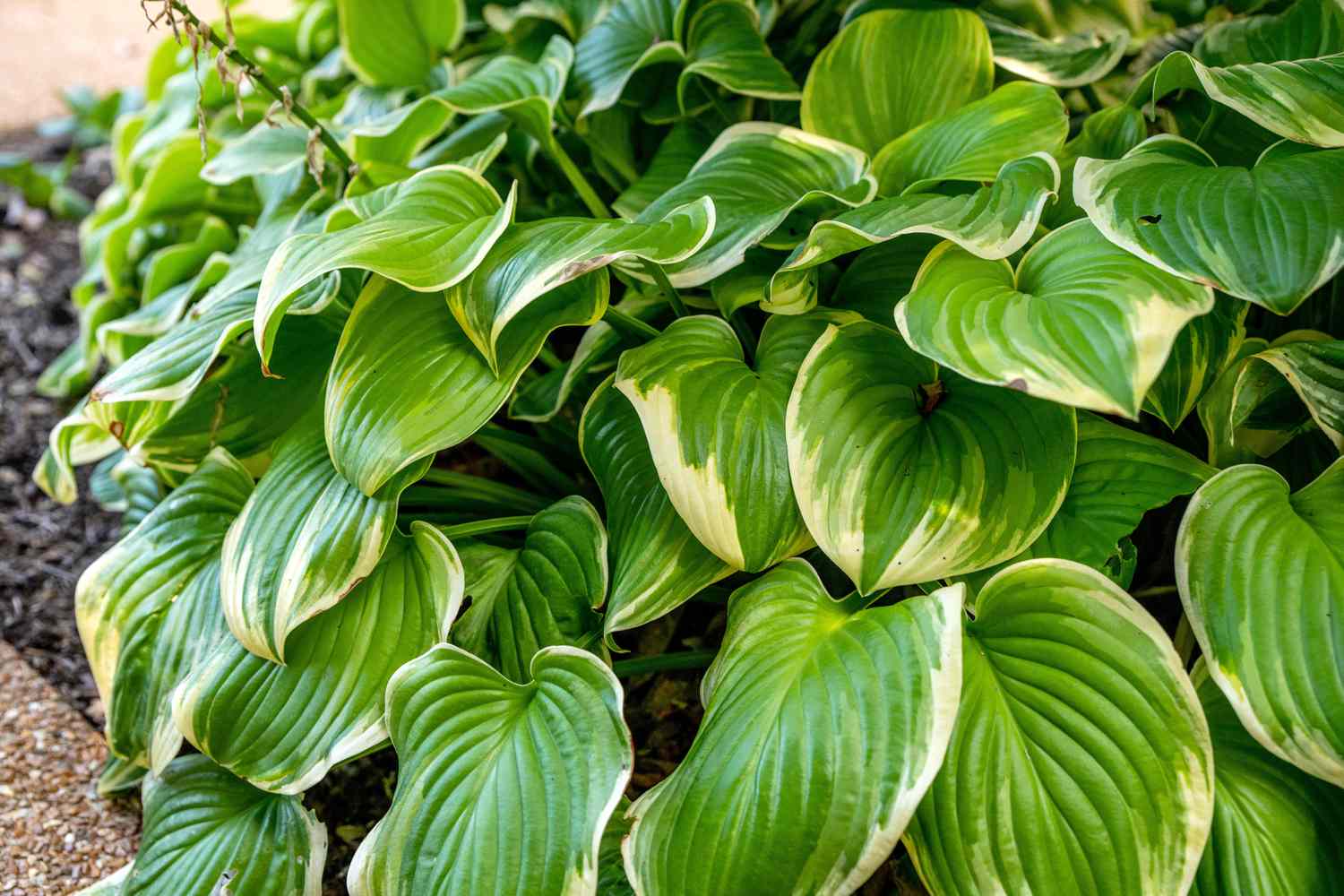 Planta Hosta con grandes hojas acanaladas verdes y blancas apiladas unas sobre otras