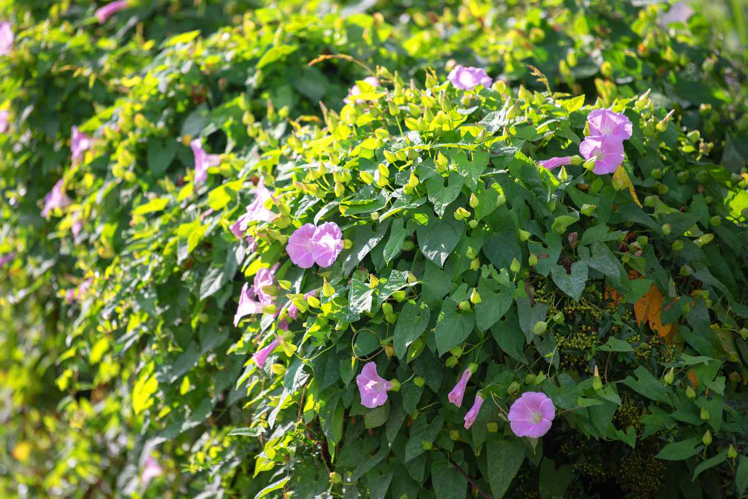 Bindweed-Pflanze mit Ranken aus pfeilförmigen Blättern und kleinen rosa Blüten im Sonnenlicht