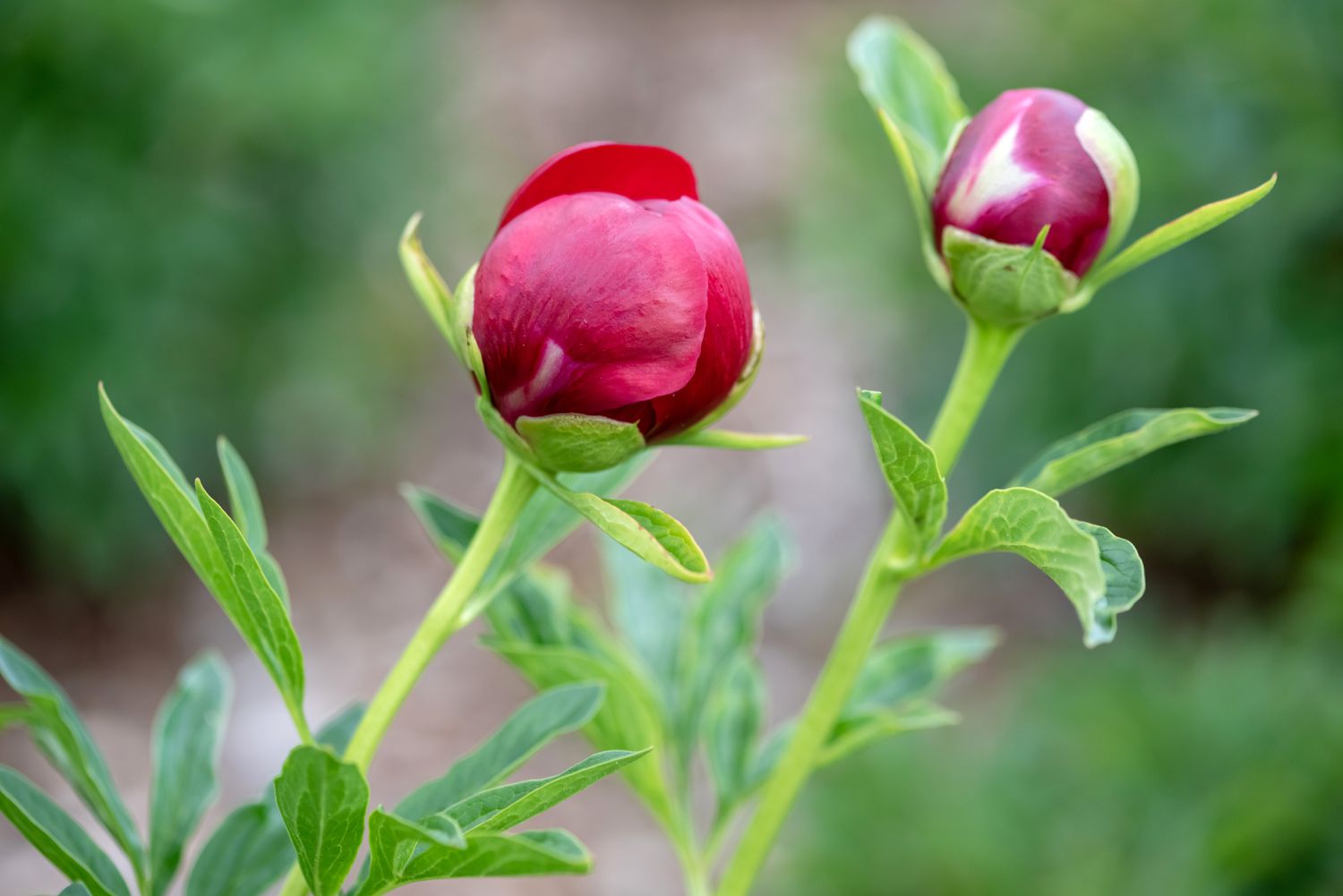 'Red Charm' Pfingstrosenblütenknospen mit roten Blütenblättern, die sich auf hohen Stielen entfalten