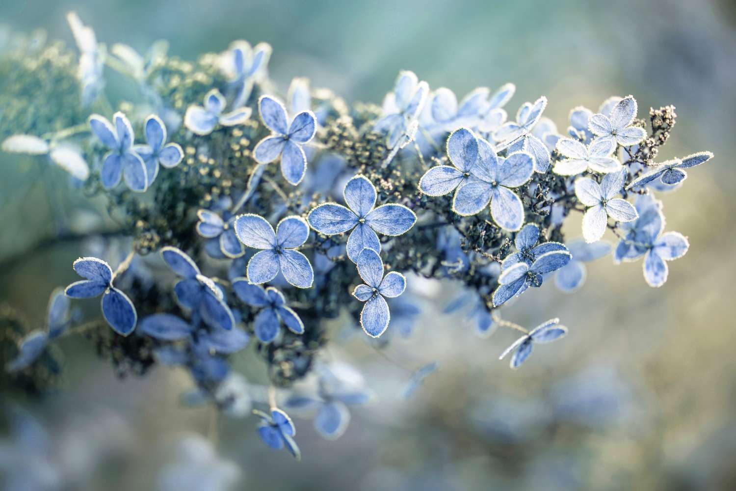 Guia de cuidados com hortênsias no inverno