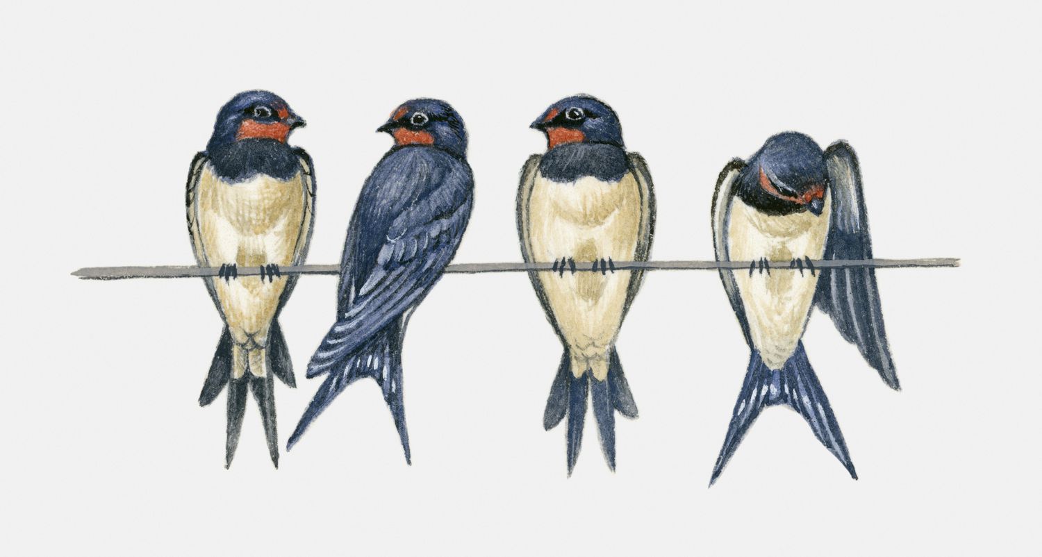 Ilustração de quatro andorinhas-das-chaminés (Hirundo rustica) sentadas em um poleiro