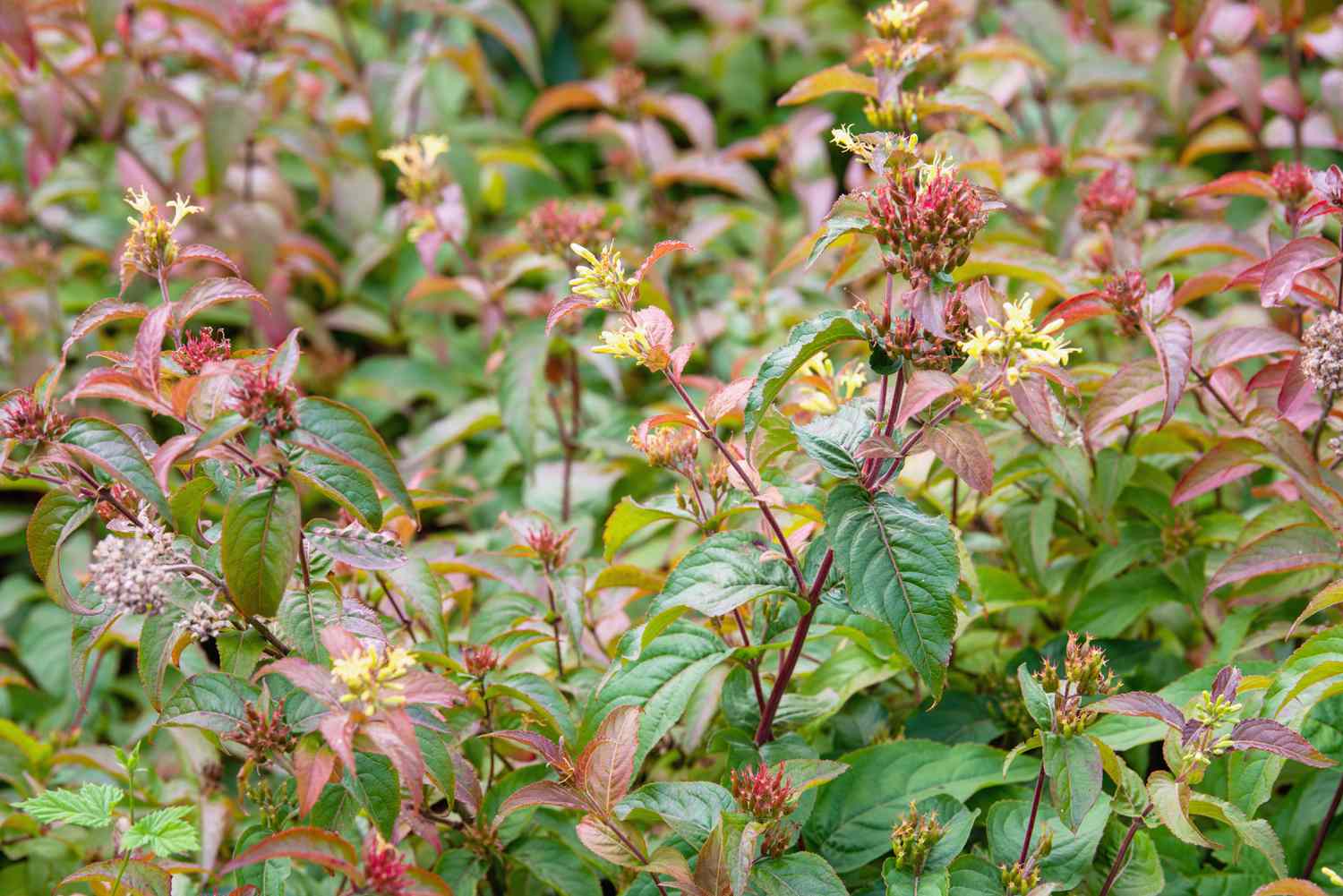 Zweige des Nördlichen Geißblattes mit roten und grünen Blättern und winzigen gelben trompetenförmigen Blüten