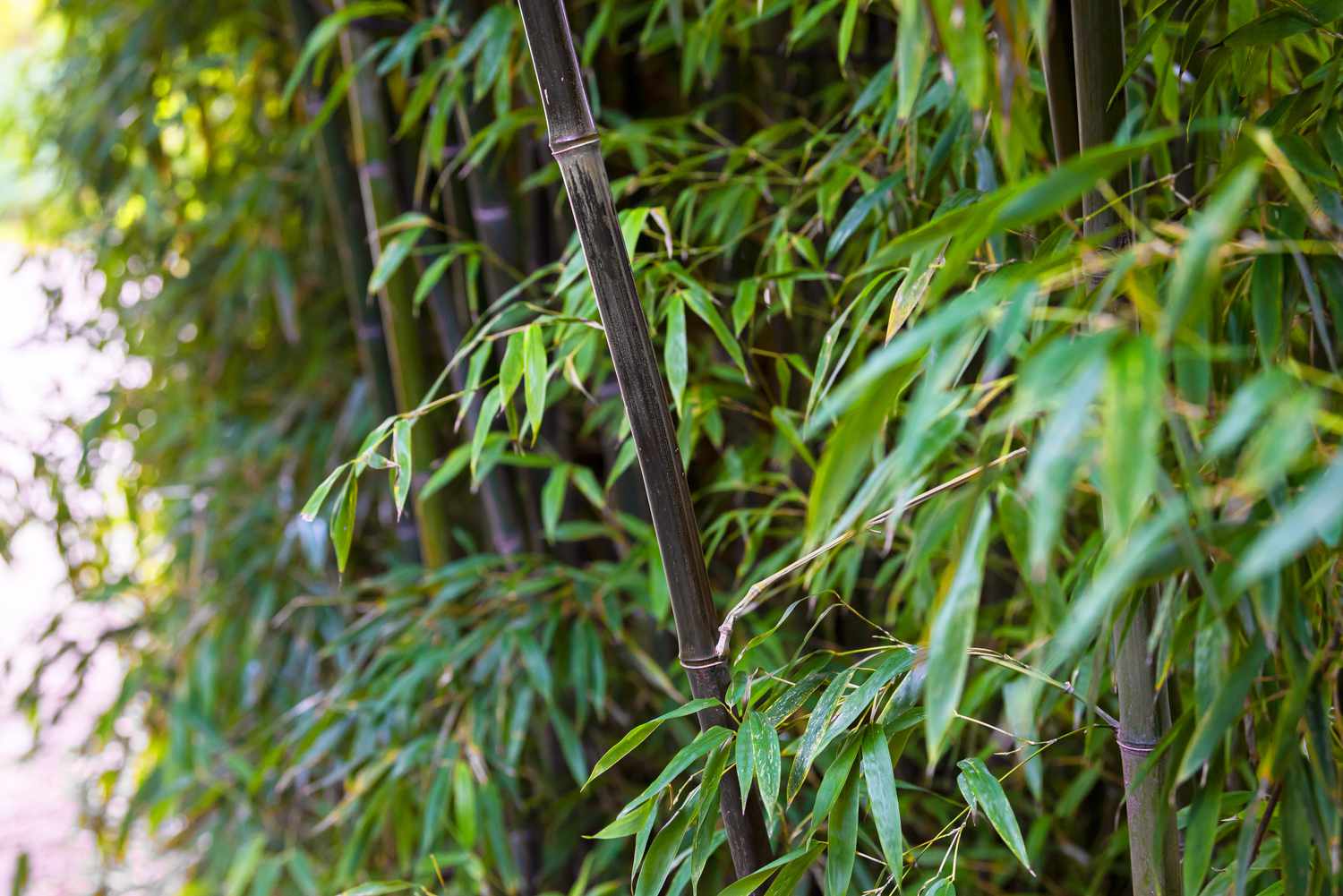 Plante de bambou noir avec des tiges et des branches de couleur ébène dépassant