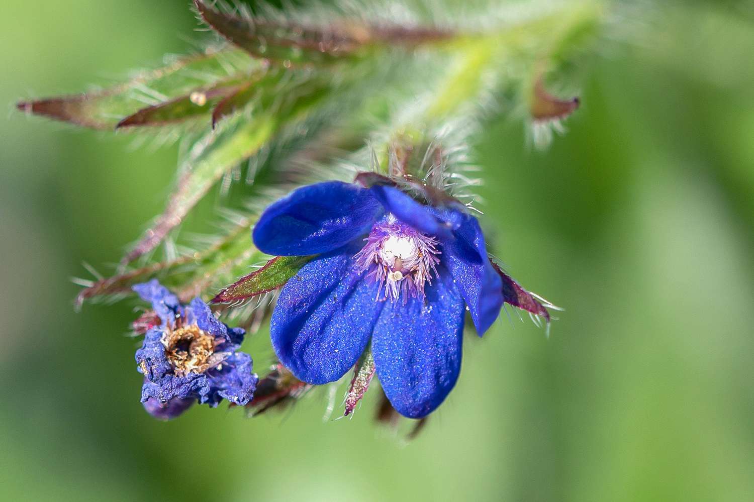 Tallo de planta de bugalla italiana con primer plano de flor azul intenso