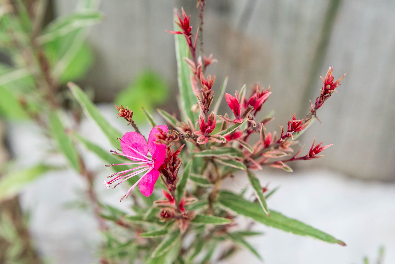 Cómo cultivar y cuidar la Gaura (flor de varita)